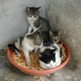 Cat friends