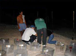 Volunteers counting the hatchlings.