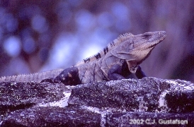 San Gervasio Iguna