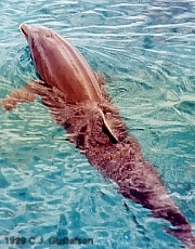 Dolphin Discovery