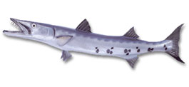 Barracuda