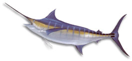 blue marlin