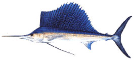 sailfish