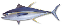 Tuna