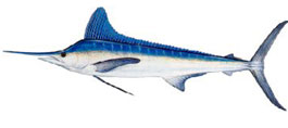 white marlin