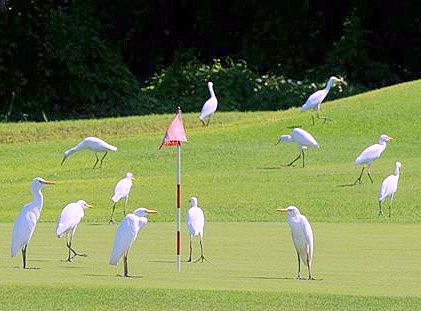 Cozumel Country Club Seems To Be Going To The Birds Lately - HA!