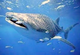 Whale Sharks - Gentle Giants