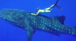 Come Snorkel with the Whale Sharks