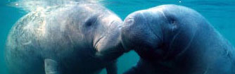 Cozumel Manatee Encounter