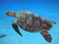 Green Sea Turtle