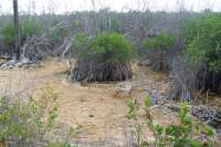 Beautiful Cozumel Mangroves!