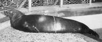 New York Zoological Society Photo 1910