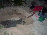 Brigadista taking statistics marking turtle nest