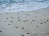 Baby turtles go into the sea for the first time!