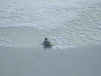 Baby turtles first feel of the sea!