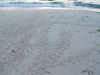 Baby turtle tracks into the sea!