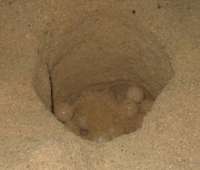 Clutch of Sea Turtle eggs on Cozumel beach
