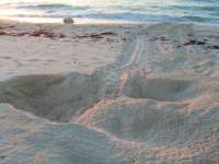 Sunrise over a perfect sea turtle nest