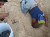 Volunteers Working a Sea Turtle Nest