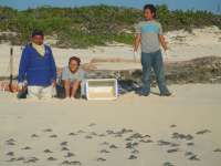 Volunteers releasing babies to the sea