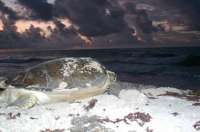 Mother turtle making her way back to sea
