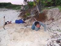 Volunteers checking hatch rate of a nest