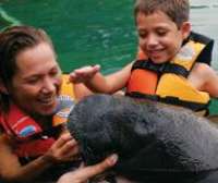 Learn About Manatees!!