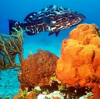 Grouper