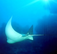 Sting Ray