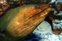 Moray Eel