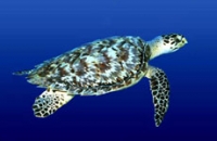 Hawksbill Turtle