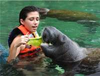 Dolphin Discovery Manatee Encounter!