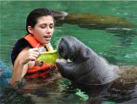 Dolphin Discovery Manatee  Encounter!