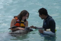 Dolphin Discovery Manatees!