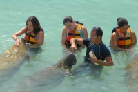 Dolphin Discovery Manatees Reserve Online Here!