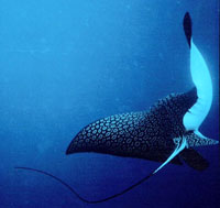 Eagle Ray