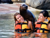 Dolphin Discovery Sea Lions Reserve online here!