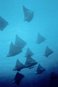 Eagle Ray