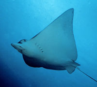 Eagle Ray