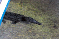 Local Gator