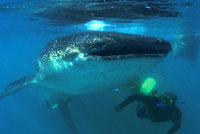 Whale Shark