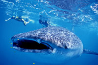 Whale Shark