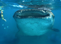 Whale Shark