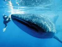 Whale Shark