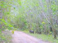 Look Out for Wild Hog Crossings!