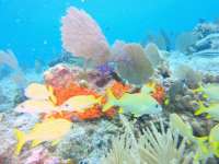 Our Gorgeous Coral Reefs of Cozumel!