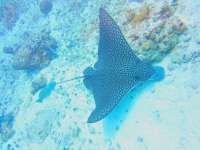 Just a Friendly Sting Ray Swimming By!