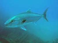 Amberjack!