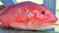 Red Snapper!