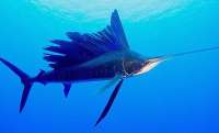 Sailfish!